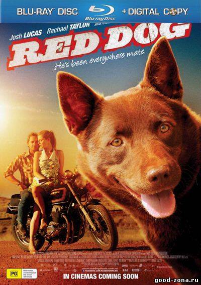 Рыжий пес 